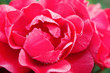 red rose