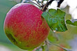 green red apple