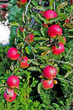 green red apples
