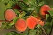 peaches