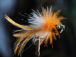 mouche 1