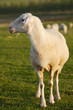 ewe
