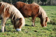 poneys shetland