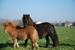 poneys shetland