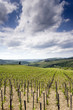 tuscan vineyard tuscan vineyard