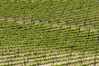 vineyard vineyard