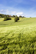 tuscan scene tuscan scene