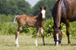 mare and her foal mare and her foal