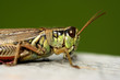 grasshopper close-up