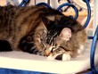 chat