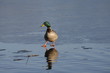 le canard