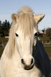 mon ami tous blanc