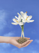 flower in a hand with path flower in a hand with path