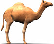 Illustration: camel camel