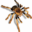 Illustration: tarantula tarantula