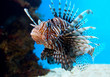 Photo : turkey fish or \'pterois volitans\'