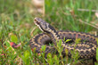 adder.