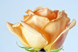 orange rose with dew orange rose with dew