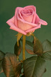 pink rose on darkly green pink rose on darkly green