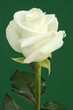 white rose on darkly green white rose on darkly green