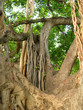 huge jungle tree (waikiki, hawaii)