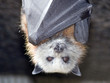 bat