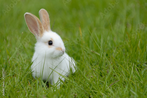 white rabbit on the grass