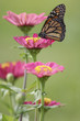 monarch butterfly on zinnias monarch butterfly on zinnias