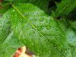 bay leaf in the rain