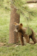little bear