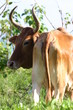vache en guadeloupe vache en guadeloupe