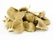 champignons pleurottes champignons pleurottes