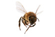 Foto: flying bee flying bee