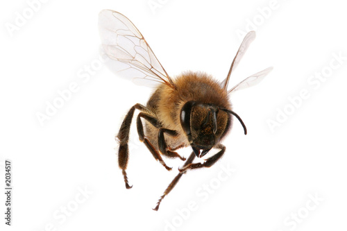 Foto: flying bee flying bee