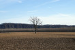 lone tree lone tree