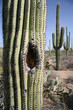 Photo: desert saguaro desert saguaro