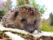 igel