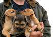 kissing puppies