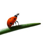 Photo: the ladybug the ladybug