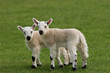 twin lambs