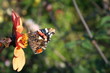 butterfly over the flower