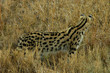 serval