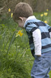  a young boy smelling a daffodil