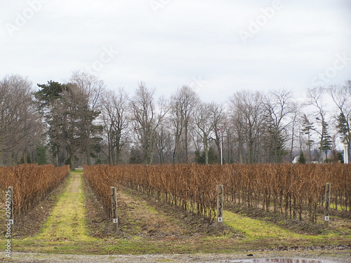 vineyards in niagara