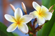 frangipani #4