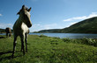 cheval blanc en irlande