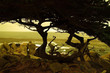 cypress tree at sunset