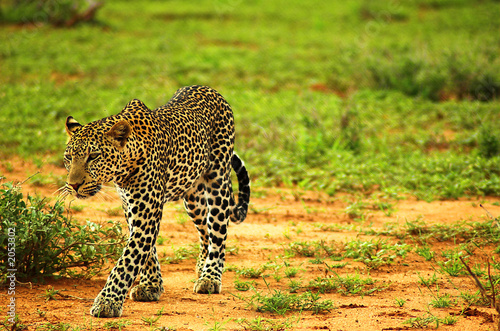 Photo: male leopard male leopard