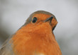 christmas robin