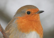 robin